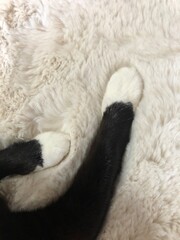 black and white sheep