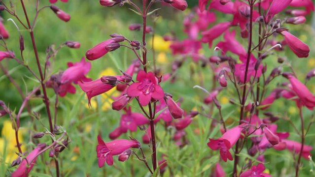 Natural background with pink flowers of beardtongues swinging in the wind