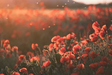 Poster Beautiful field of red poppies in the sunset light. © erika8213