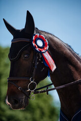 portrait of a horse.  horse at a competition during decoration.