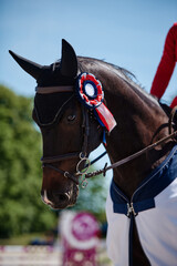 portrait of a horse.  horse at a competition during decoration.