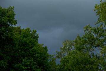 Obraz premium storm clouds over the treetops