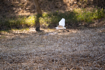 日を浴びて滑空する白鷺