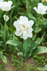 White tulip in a field, close-up