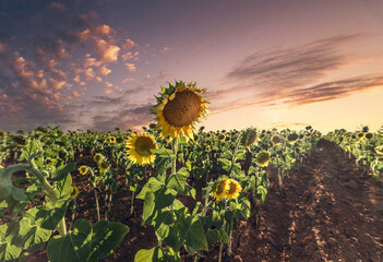 Sunflowers from La Mancha, sunset over the fields of the locality of Cabezamesada, Toledo, Spain - obrazy, fototapety, plakaty
