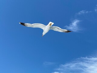 Obraz premium Seagull flying in clear sky