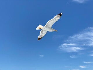 Seagull flying in clear sky