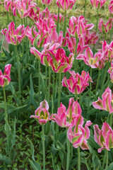 Light pink, dark pink tulips in a field