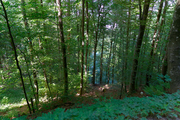 Forest glade with idyllic landscape at City of Zürich on a sunny spring day. Photo taken May 18th, 2022, Zurich, Switzerland.