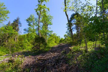 Forest glade with idyllic landscape at City of Zürich on a sunny spring day. Photo taken May 18th, 2022, Zurich, Switzerland.