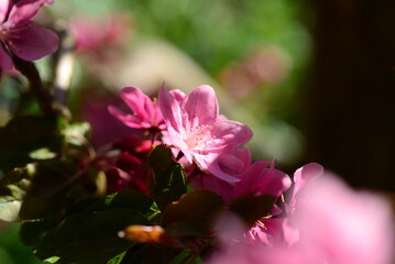 Close up of pink apple tree blossoms