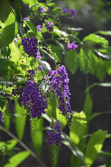 Butterfly Garden with Small Purple Flowers in Bloom