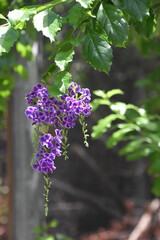 Purple Butterfly Bush with Blossoms Hanging Down