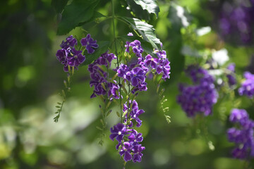 Fantastic Butterfly Bush with Small Purple Flowers
