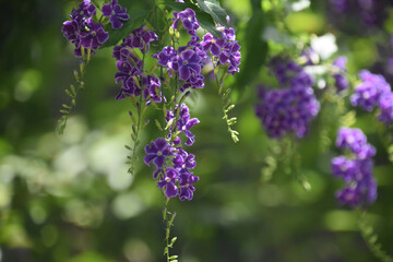 Tiny Dangling Flowers on a Purple Butterfly Bush