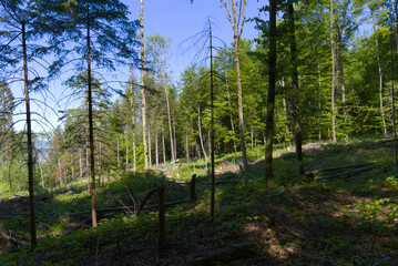 Forest glade with idyllic landscape at City of Z&uuml;rich on a sunny spring day. Photo taken May 18th, 2022, Zurich, Switzerland.
