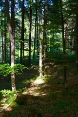 Forest glade with idyllic landscape at City of Zürich on a sunny spring day. Photo taken May 18th, 2022, Zurich, Switzerland.