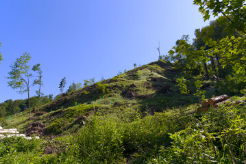 Forest glade with idyllic landscape and fallen trees because of storm damages at City of Zürich on a sunny spring day. Photo taken May 18th, 2022, Zurich, Switzerland.