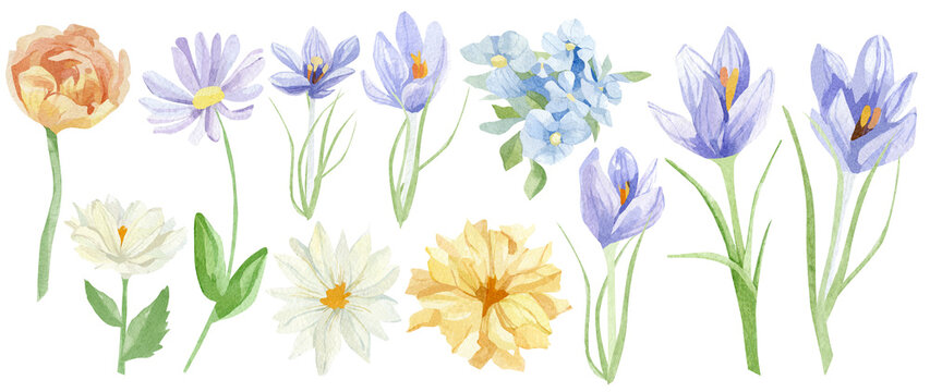 Watercolor crocus, wildflowers, tulips floral set. Hand painted purple, violet and blue plant, leaves isolated on white background. Botanical Illustration for design, print, wedding invitation