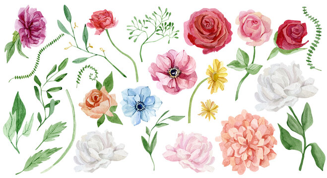 Watercolor peony, rose, asters  floral set. Hand painted pink, blue, white, yellow flower, green leaves isolated on white background. Botanical illustration for design, print, wedding invitation