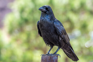 Glossy black raven with a green out of focus background - obrazy, fototapety, plakaty