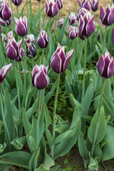 Purple tulips with white edges in a field