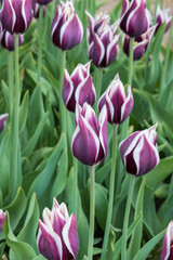 Purple tulips with white edges in a field