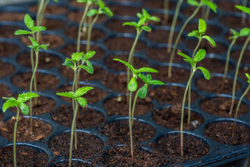 Fresh young cannabis seedling. young marijuana sprout close up. Sapling Marijuana Sativa grows from soil