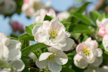 Blooming white apple tree in the spring garden.