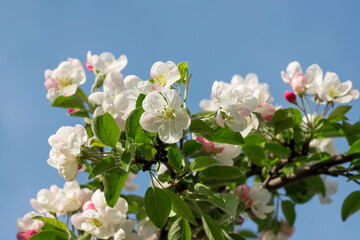 Branch blossoming white apple-tree on a background of blue sky and branches.