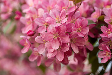 Spring background of flowers. Red apple tree flowers. Space for text.
