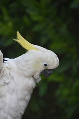 Wings on a White Cockatoo Drawn Back