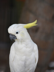 Pretty White Cockatoo Bird Sitting on a Perch