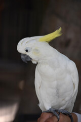 Pretty White Crested Cockatoo Perched on a Hand