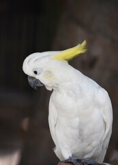 Amazing Yellow Crest on a White Cockatiel Bird