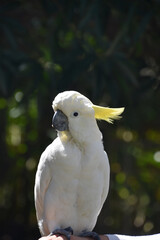 Yellow Feathers on the Crown of a Cockatoo
