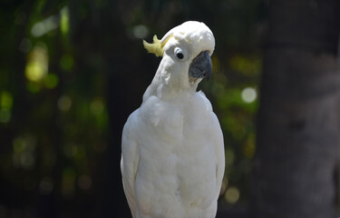 Yellow Feathered Crest on a White Cockatiel