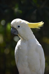 Beautiful Crowned White Cockatoo Bird on a Perch