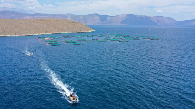 Aerial drone photo of fish farming unit of sea bass and sea bream with round net cages in Anemokambi bay area near Galaxidi, Greece