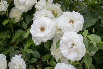 Fototapeta na wymiar Rose, flower, garden