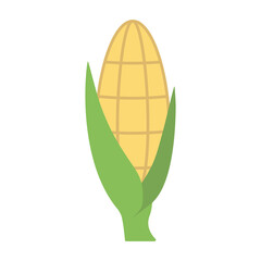 Corn cobs in flat style. Ripe corn vegetables