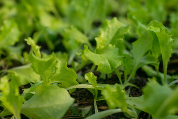 green lettuce in the garden