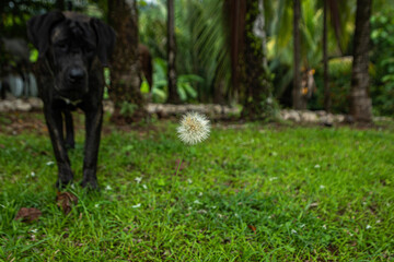 Cane Corso Hund riecht an Pusteblume