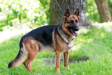 A beautiful German Shepherd stands on the grass with his tongue hanging out