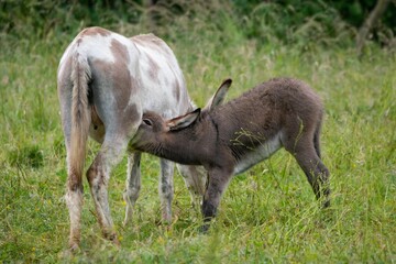Anon dans sa prairie