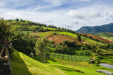 Fototapeta na wymiar Magnificent valley with green plantation and forest against a range of mountains in ooty