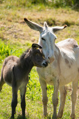 Anon dans sa prairie