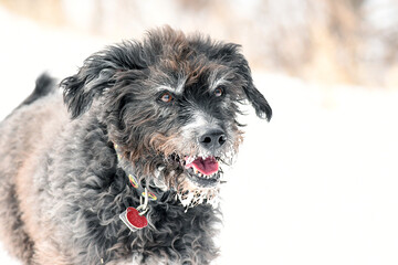 Black dog playing in the snow