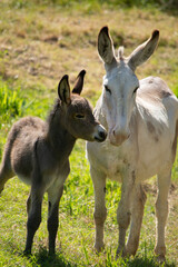 Anon dans sa prairie