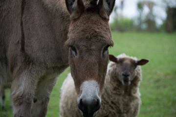 Ânes dans leur prairie